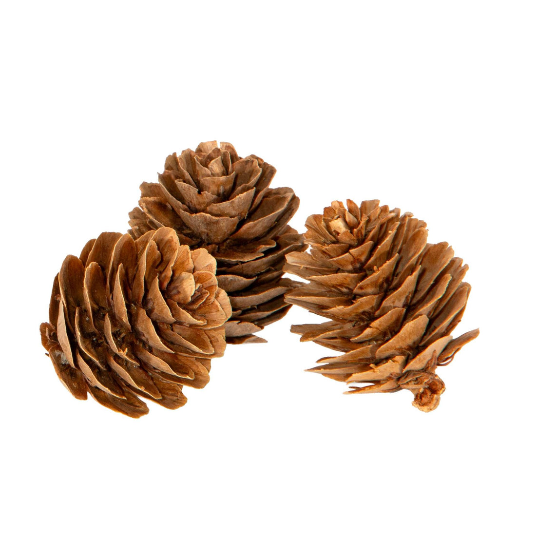 Piovaccari Set de 15 Pommes de Pin Décoratives Ø3 cm – Pommes de Pin pour Sapin de Noël, Décorations de Noël, Centre de Table et Loisirs Créatifs
