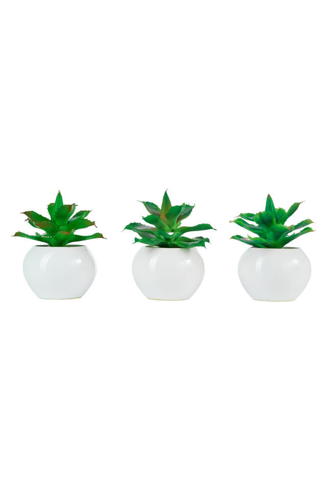 immagine-1-arpimex-agave-in-vaso-di-ceramica-d-14-cm-1-pz-ean-8018318677717