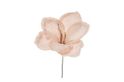 ARPIMEX Pick Amaryllis Snowy Christmas 23 cm Poudre