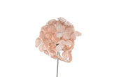 Hortensia enneigé ARPIMEX Pick 19 cm Poudre