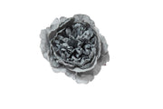Pivoine enneigée ARPIMEX Pick 23 cm Bleu