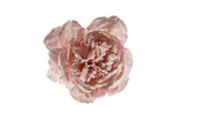 Pivoine des neiges ARPIMEX Pick 23 cm Poudre