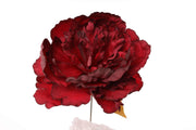 Pivoine rouge simple ARPIMEX Pick