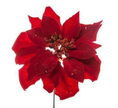 immagine-1-arpimex-pick-poinsettia-stella-di-natale-ean-8018318372964