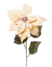 ARPIMEX Poinsettia Étoile de Noël Neigeuse H 80 Cm Miel