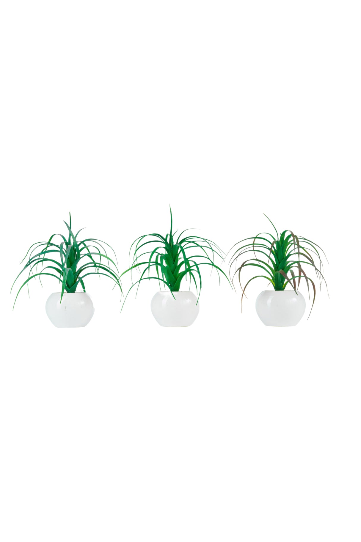 immagine-1-arpimex-tillandsia-in-vaso-di-ceramica-d-17-cm-1-pz-ean-8018318677755