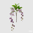 immagine-1-edg-enzo-de-gasperi-clematis-viticella-2-rami-h-105-cm-viola-ean-8059824236012