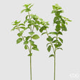 edg enzo de gasperi edg enzo de gasperi basilico ramo ass h 64 cm pianta artificiale verde 1 pz ean 8059824412966