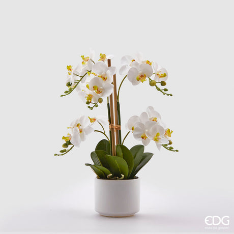 edg enzo de gasperi edg enzo de gasperi orchidea phalaenopsis real con vaso h 38 cm 23f pianta artificiale bianco verde ean 8056372175640