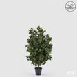 edg enzo de gasperi edg enzo de gasperi pianta artificiale agrifoglio h 125 cm con vaso anti uv verde per interno ed esterno