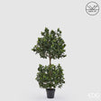 edg enzo de gasperi edg enzo de gasperi pianta artificiale agrifoglio h 140 cm con vaso anti uv verde per interno ed esterno ean 8059824655363
