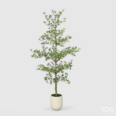 edg enzo de gasperi edg enzo de gasperi pianta artificiale bucida buceras vogue con vaso h240 cm pianta decorativa realistica design moderno ean 8059824655127