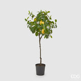 edg enzo de gasperi edg enzo de gasperi pianta artificiale di limoni duke con vaso pvc h 102 cm giallo verde ean 8056372982972
