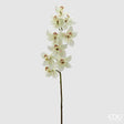 immagine-1-edg-enzo-de-gasperi-orchidea-cymbidium-h-90-cm-bianco-verde-ean-8059824235176