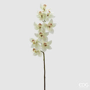 Orchidée Cymbidium EDG Enzo De Gasperi H 90 cm Blanc Vert