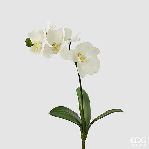 immagine-1-edg-enzo-de-gasperi-orchidea-phalaenopsis-con-foglie-h-37-cm-bianco-ean-8054184363804