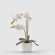 EDG Enzo De Gasperi Orchidée Phalaenopsis Véritable 2 Branches H 53 Cm Blanc