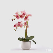 EDG Enzo De Gasperi Orchidée Phalaenopsis Véritable 2 Branches H 53 Cm Rose