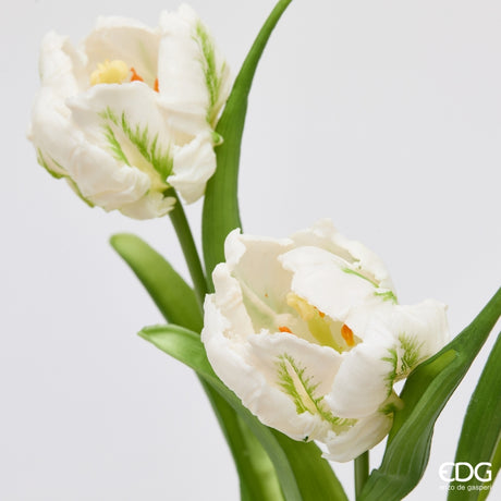 edg enzo de gasperi edg enzo de gasperi bouquete tulipano parrot x3 h 40 cm con bocciolo bianco ean 8059824612649