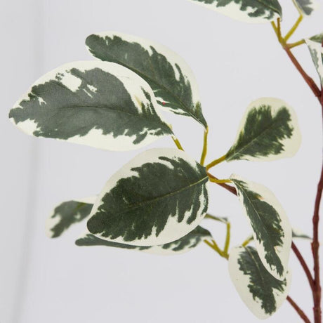 edg enzo de gasperi edg enzo de gasperi ficus benjiamin rex ass h 73 cm pianta artificiale bianco verde 1 pz ean 8059824231628