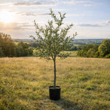 edg enzo de gasperi edg enzo de gasperi olivo con vaso h 190 cm pianta artificiale verde ean 8059824378644