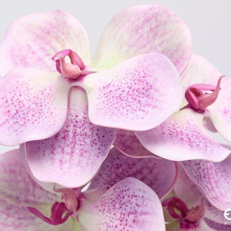 edg enzo de gasperi edg enzo de gasperi orchidea vanda ramo h 65 cm pianta artificiale mauve ean 8059824615466