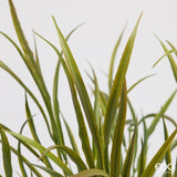 edg enzo de gasperi edg enzo de gasperi pianta artificiale festuca cespuglio h 53 cm green red pianta decorativa realistica design moderno ean 8059824668301