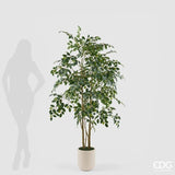 edg enzo de gasperi edg enzo de gasperi pianta artificiale ficus beniamino vogue con vaso h180 cm pianta decorativa realistica design moderno ean 8059824655073
