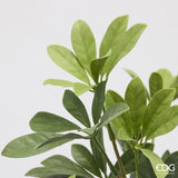 edg enzo de gasperi edg enzo de gasperi pianta artificiale schefflera cespuglio h 49 cm green mix pianta decorativa realistica design moderno ean 8059824664518