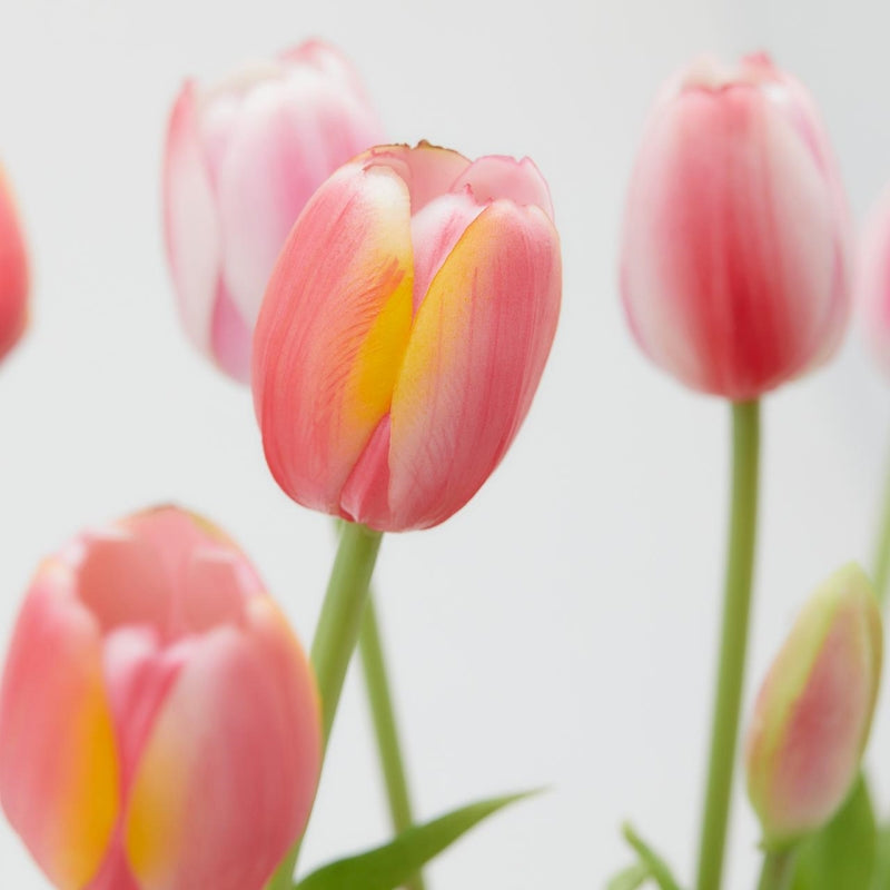 edg enzo de gasperi edg enzo de gasperi bouquet di 5 tulipani chiusi gomma olis ass h 40 cm rosa chiaro o scuro 1 pz ean 8059824081834