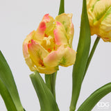 edg enzo de gasperi edg enzo de gasperi bouquete tulipano parrot x3 h 40 cm con bocciolo giallo chiaro ean 8059824612625