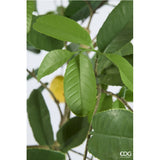 edg enzo de gasperi edg enzo de gasperi limone vogue x6 con vaso pianta artificiale h 126 cm verde giallo ean 8059824607430