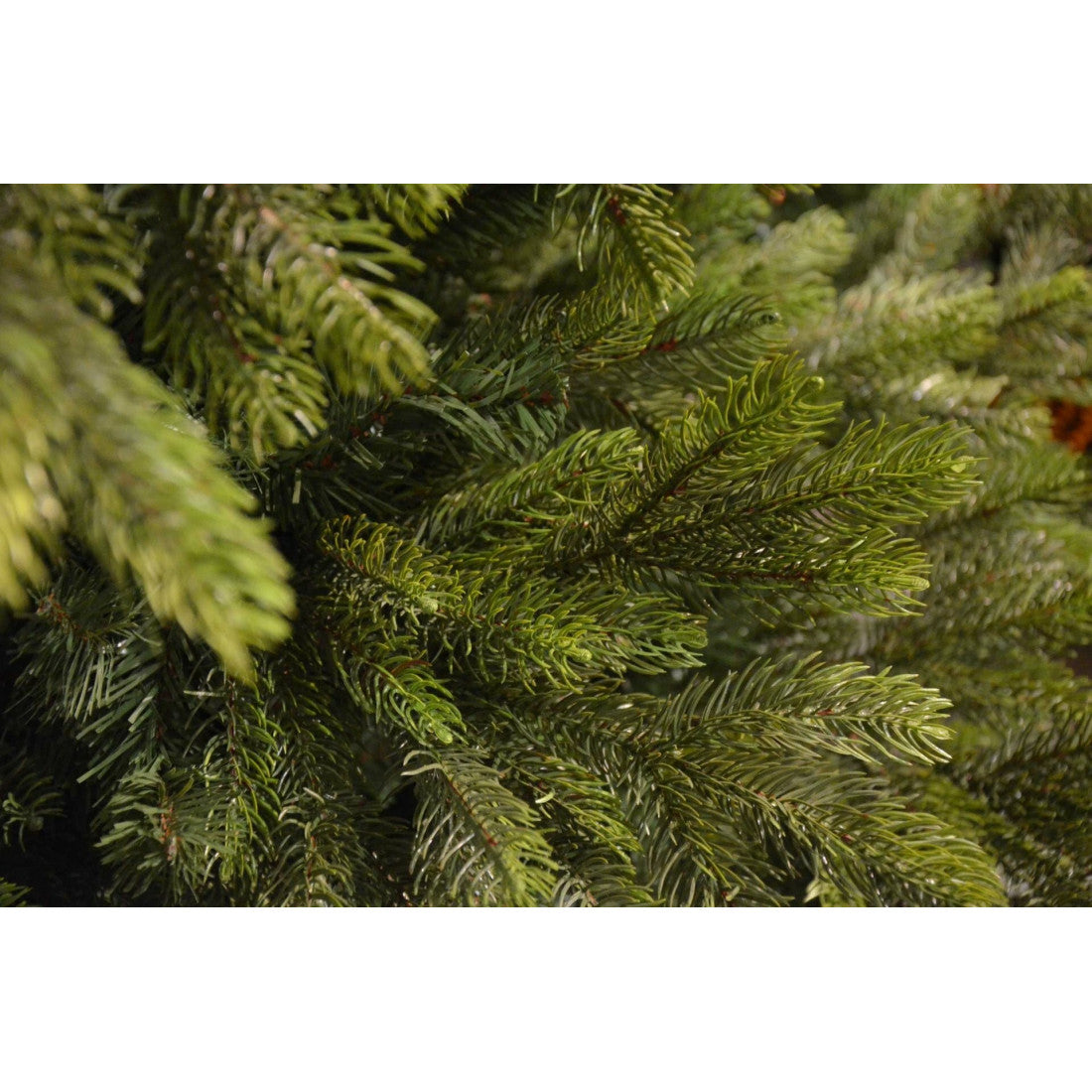 edg_enzo de gasperi edg_enzo de gasperi albero di natale pino imperial new 4 000 miniled h 210 cm d 140 cm uso esterno verde ean 8059824577351