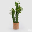 immagine-1-edg-enzo-de-gasperi-cactus-mix-cvasocotto-h60-succ-b9-white-green