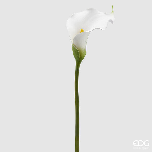 immagine-1-edg-enzo-de-gasperi-calla-ramo-h-90-c4-white