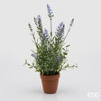 immagine-1-edg-enzo-de-gasperi-lavanda-west-cvasocotto-h50-c2-lavender