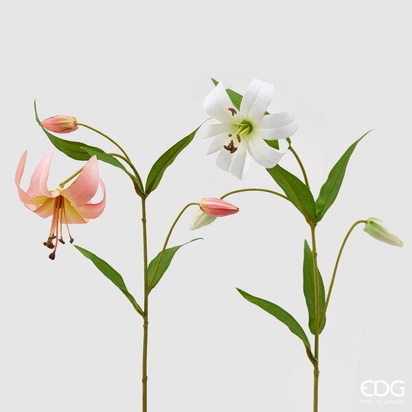 immagine-1-edg-enzo-de-gasperi-lilium-rex-ramo-2-ass-h77-c0-white-pink