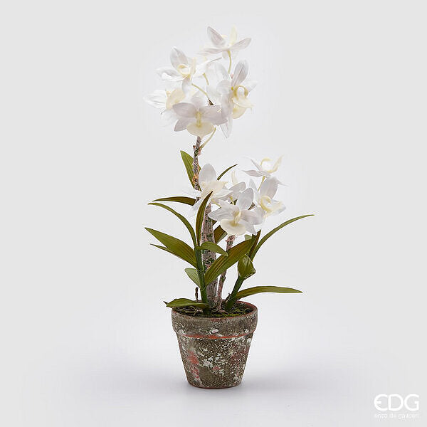 immagine-1-edg-enzo-de-gasperi-orchidea-dendrobium-x2-cvaso-h50-c2-white