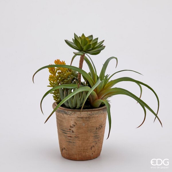 immagine-1-edg-enzo-de-gasperi-succulent-mix-cvaso-h32-c2-light-green